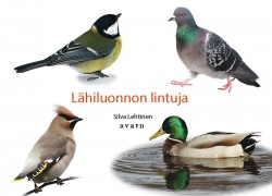 Lähiluonnon lintuja